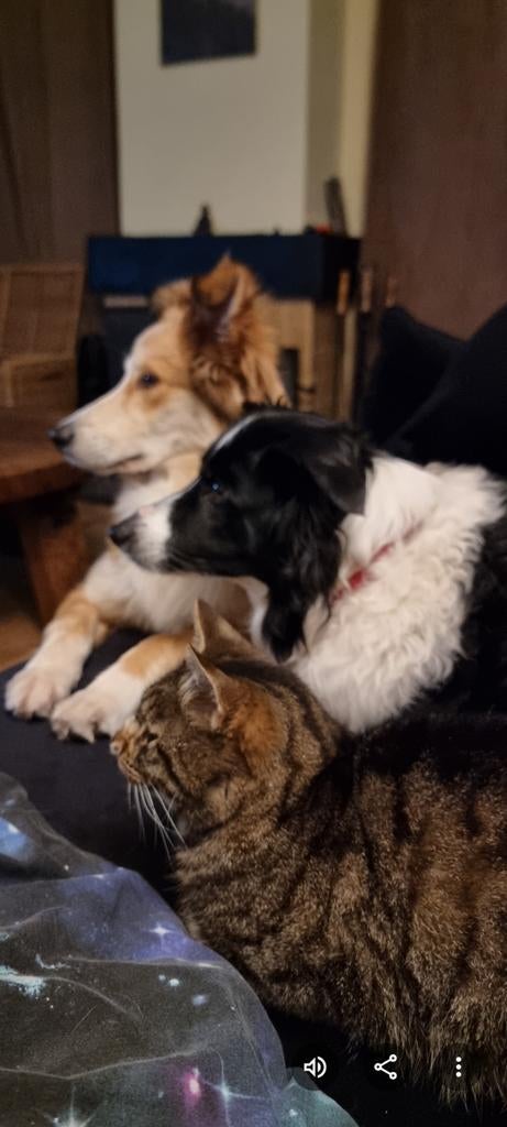 Honden opvang aangeboden, Dieren en Toebehoren, Ophalen, Nieuw