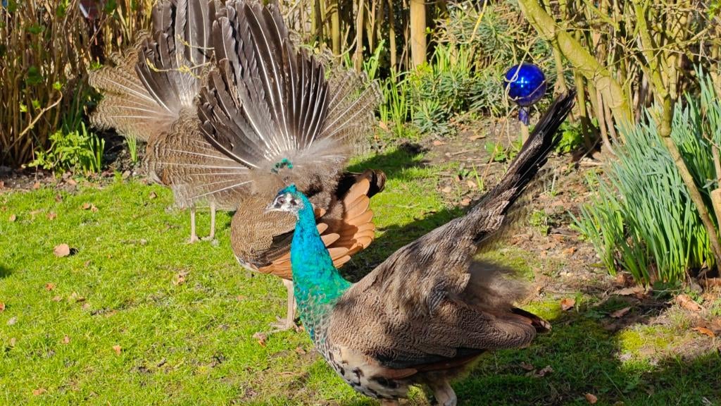Jonge pauwen mannetjes / mannetjespauw Blauwe Pauw, Dieren en Toebehoren, Mannelijk, Overige soorten