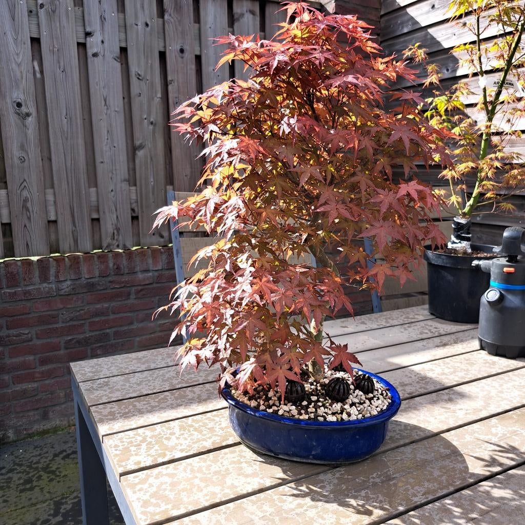 Acer palmatum deshojo, Ophalen, Bloeit niet, Halfschaduw, Overige soorten