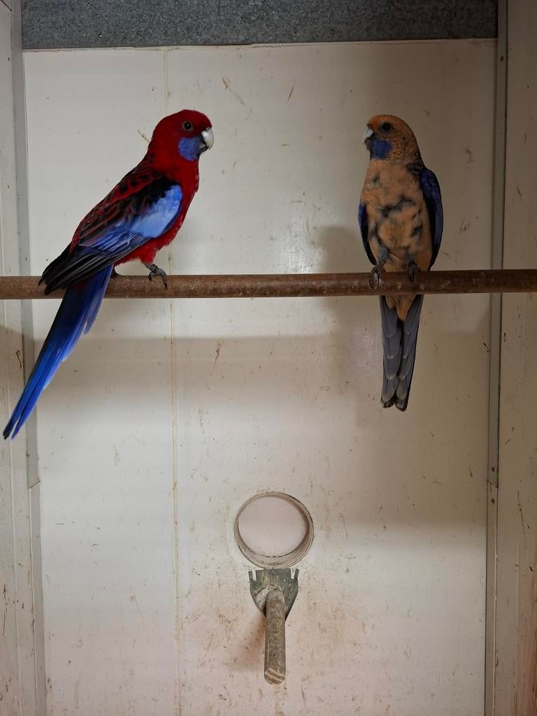 Diverse soorten vogels en aluminium voliere panelen, Dieren en Toebehoren, Meerdere dieren, Parkiet, Geringd