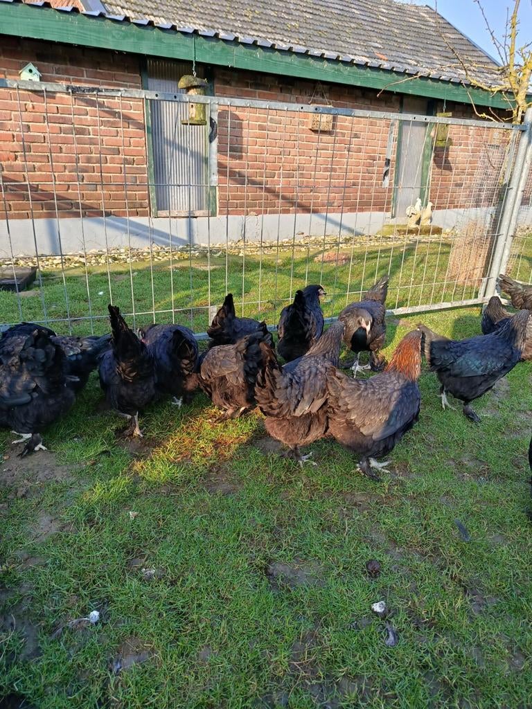 Ik verkoop Marans kippen., Dieren en Toebehoren, Pluimvee, Vrouwelijk, Kip