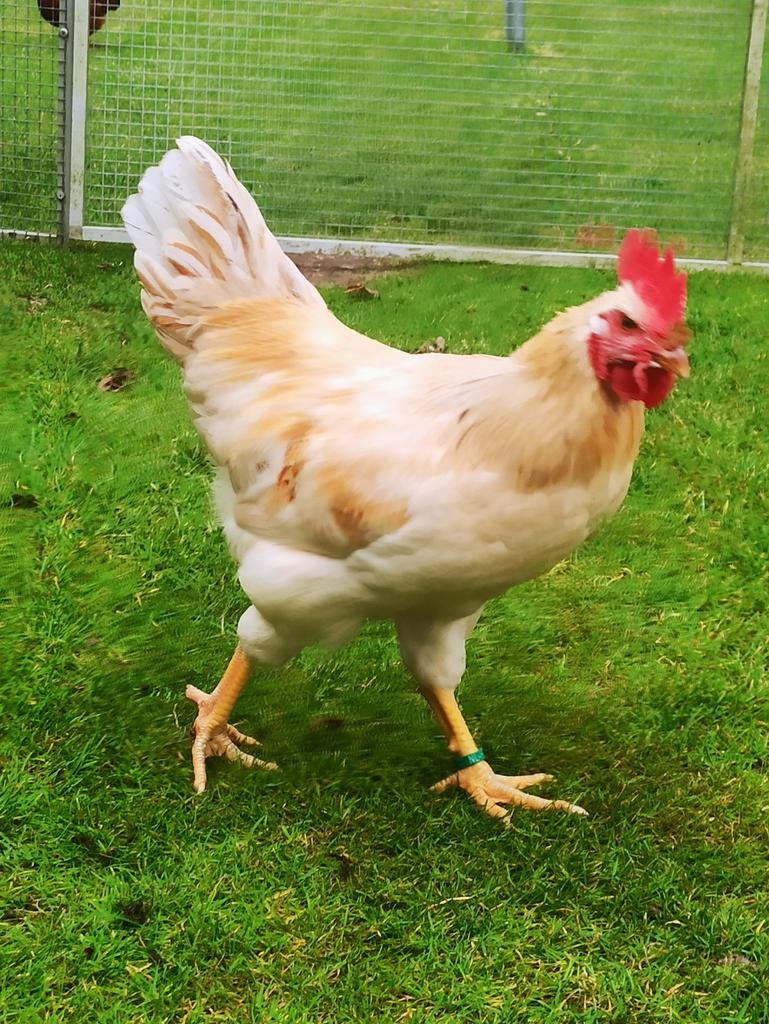 Lohmann haan voor  bruine legkippen hybride, Dieren en Toebehoren, Pluimvee, Kip