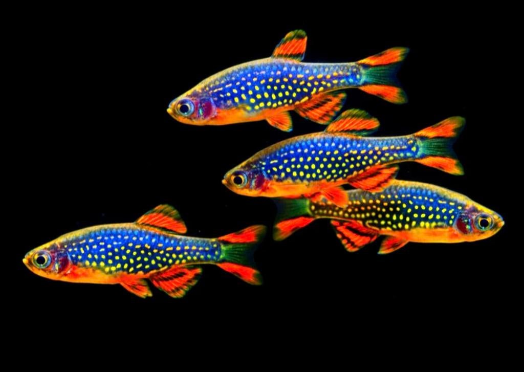 Danio margaritatus  parelhoen danio Galaxi F1, Vis, Zoetwatervis, Schoolvis