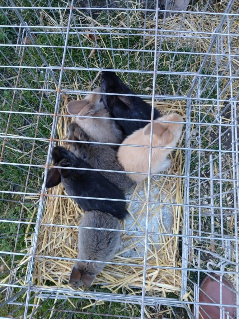 Vlaamse reus tekoop rammen, Mannelijk, Groot, 0 tot 2 jaar