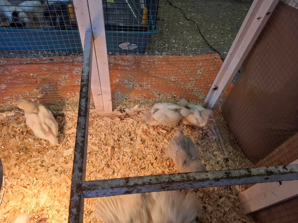 Witte Australorp kuikens, Dieren en Toebehoren, Pluimvee, Geslacht onbekend, Kip