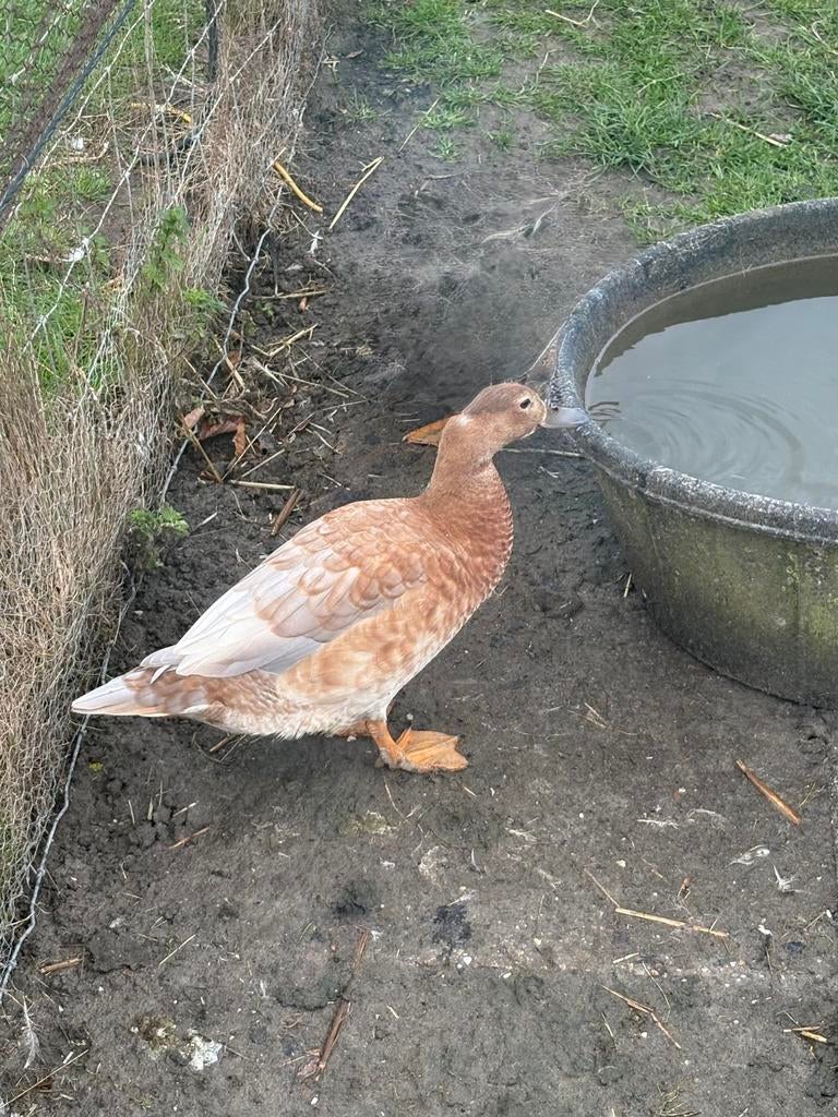 2 eenden, Vrouwelijk, Eend