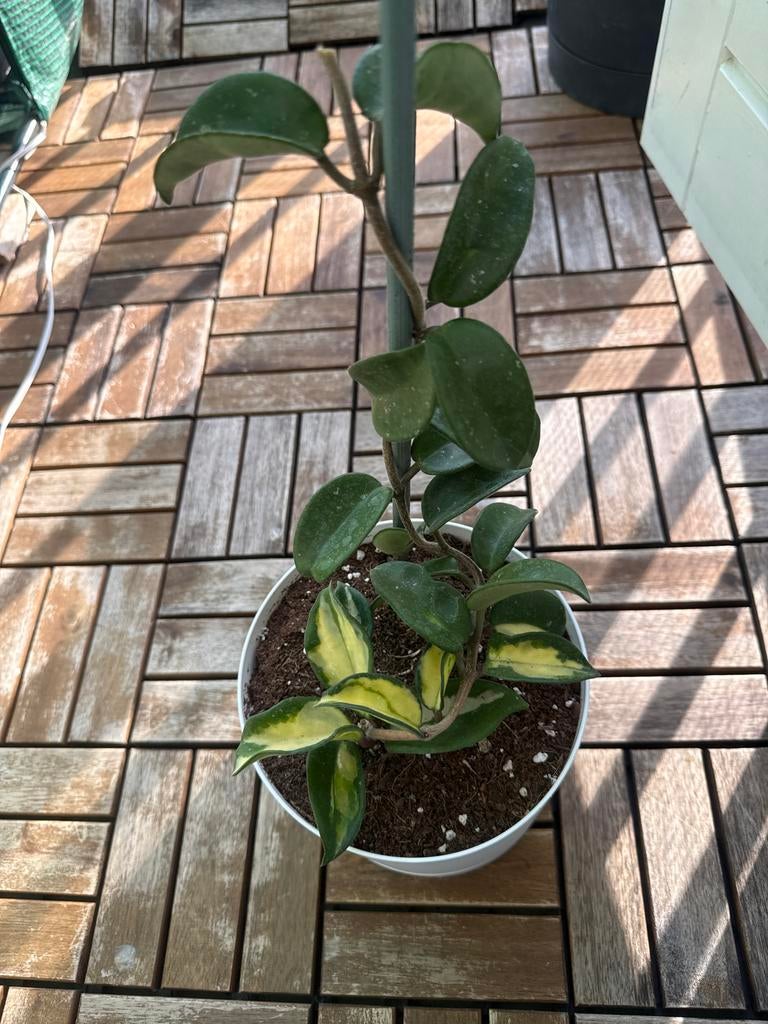 Hoya Carnosa Tricolor, Ophalen, Overige soorten, Halfschaduw, In pot