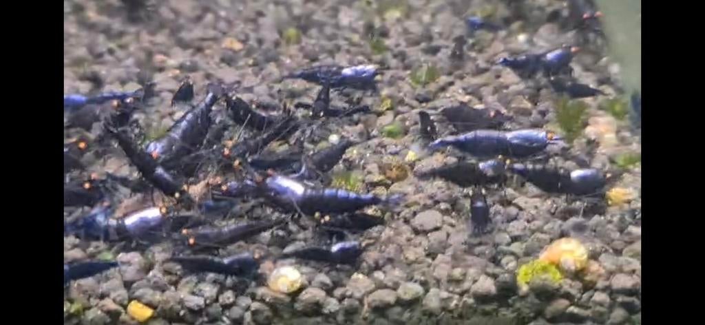 Purple metallic OE garnalen aquarium  caridina, Kreeft, Krab of Garnaal