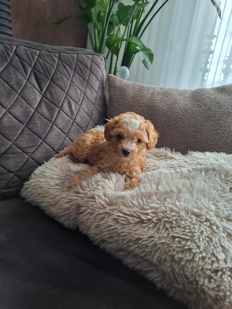 Toy poedel pup, Dieren en Toebehoren, Poedel, Nederland, Reu, 8 tot 15 weken