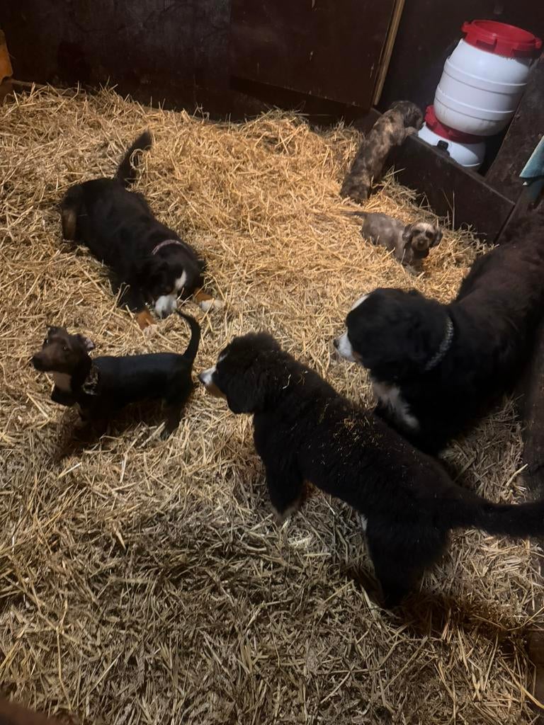 Honden oppas in huislijke kring., Diensten en Vakmensen, Dieren | Honden | Verzorging, Oppas en Les