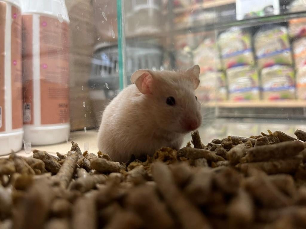 Goudhamsters | Jonge hamsters | Goed tam te maken, Dieren en Toebehoren, Knaagdieren, Hamster, Februari, Vrouwelijk, Tam