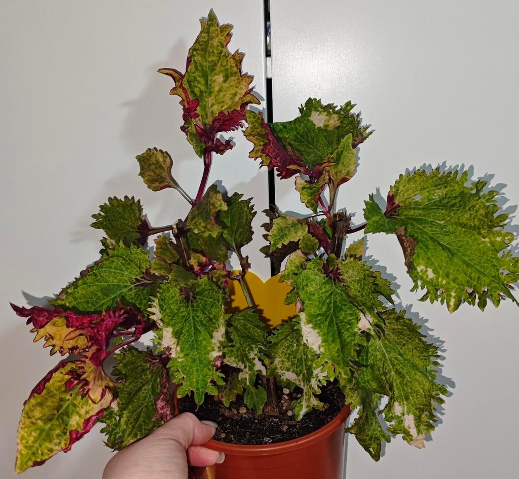 Coleus / siernetel plant, Ophalen, Halfschaduw, Minder dan 100 cm