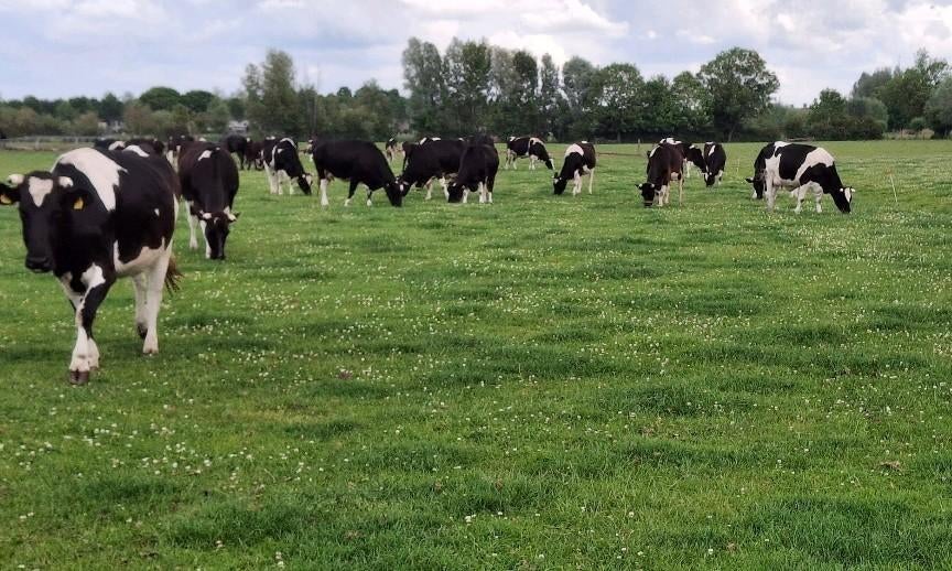 100% Grasgevoerd natuurlijk rundvlees te koop, Dieren en Toebehoren