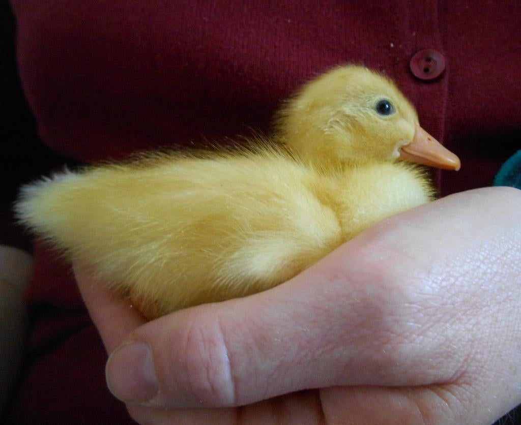 Pulletjes van onze witte Indische loopeenden, Geslacht onbekend, Eend