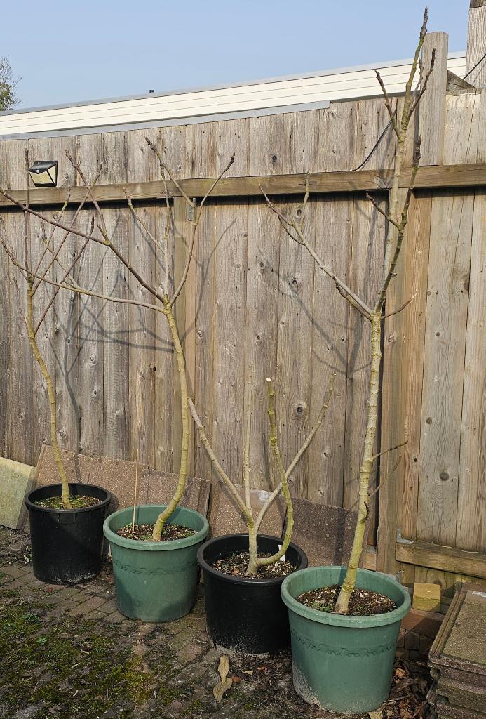 Vijgen boom, Ophalen, Vaste plant, Fruitplanten, Volle zon