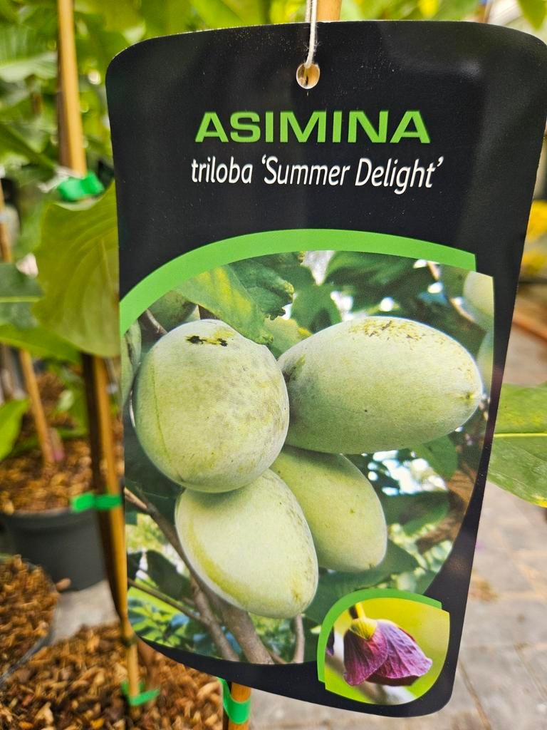 Asimina triloba ' Summer Delight ' / pawpaw / eetbare vrucht, Lente, 250 tot 400 cm, Ophalen, Volle zon