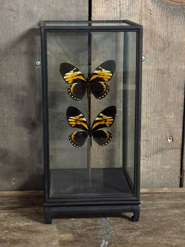 Mooie vitrine met twee opgezette vlinders (Papilio Zagreus), Ophalen, Nieuw, Insect, Opgezet dier