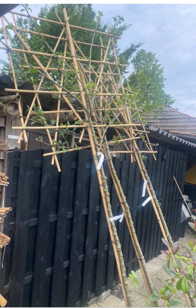 Lei fruitbomen voor fruit uit eigen tuin nu Planttijd.., Tuin en Terras, Planten | Bomen, Overige soorten, Volle zon, Lente, Ophalen of Verzenden
