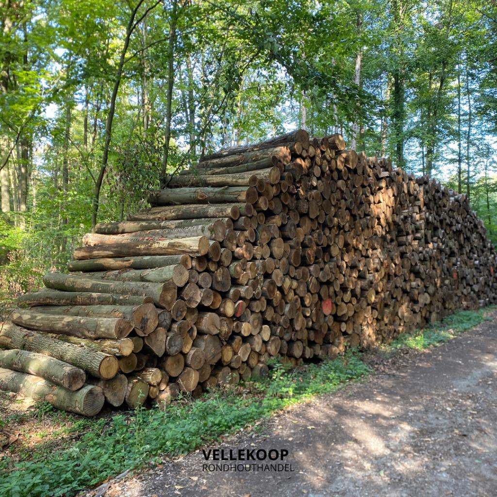 Vrachten beuken stamhout | nu leverbaar, Tuin en Terras, Haardhout, 6 m³ of meer, Ophalen of Verzenden, Beukenhout, Stammen
