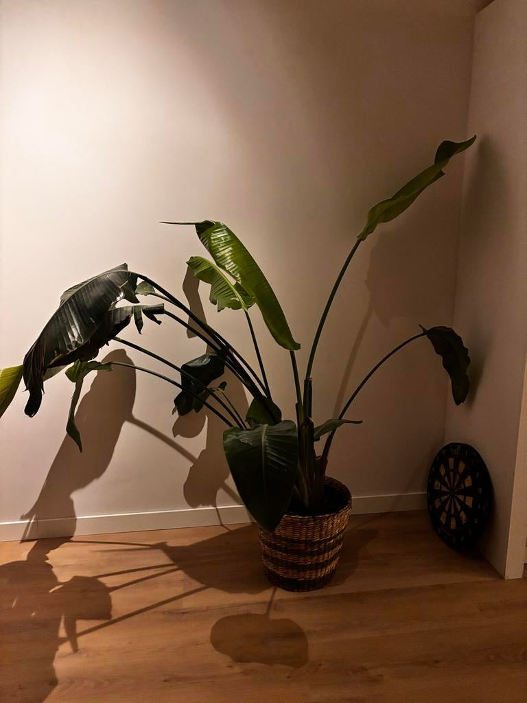 Prachtige Strelitzia Nicolai - Paradijsvogelplant, Huis en Inrichting, Kamerplanten, Ophalen, 100 tot 150 cm, Overige soorten