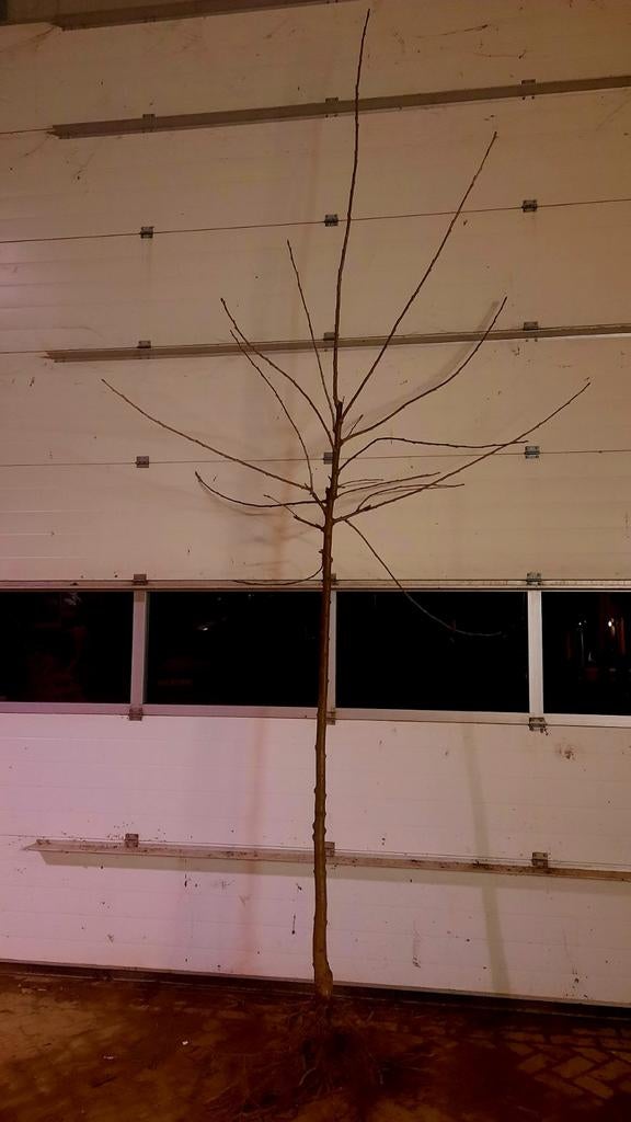 Prunus avium 'Kordia'🍒 kersenboom🍒, Tuin en Terras, Planten | Bomen, Overige soorten, Volle zon, Ophalen