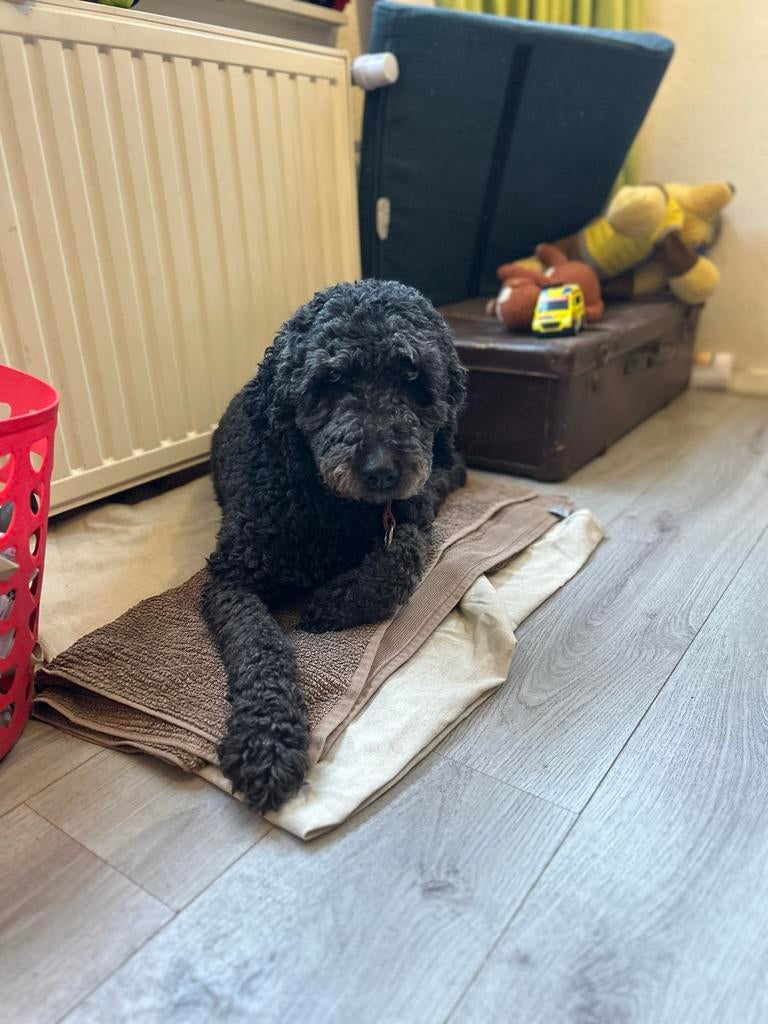 Wat een mooi nest 🥰 Toodle pups, 8 tot 15 weken, Parvo, Meerdere, Meerdere dieren