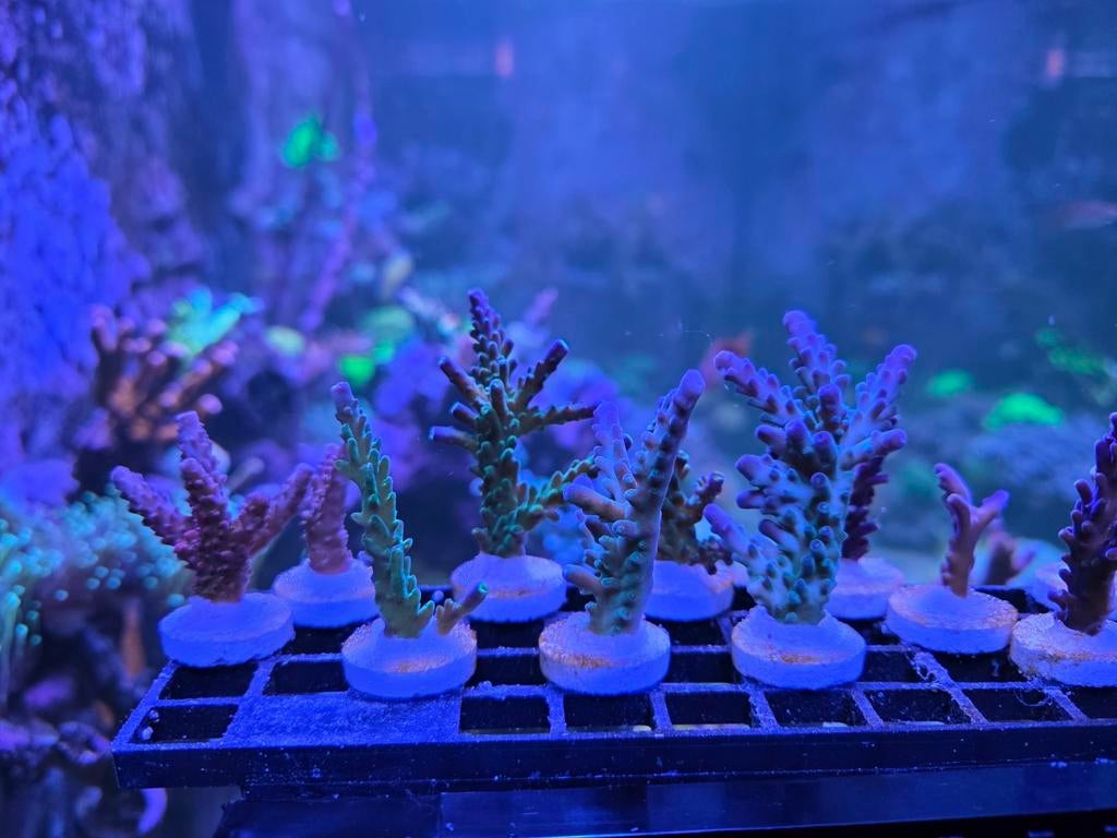 Acropora stekken, Overige typen, Zoutwatervis