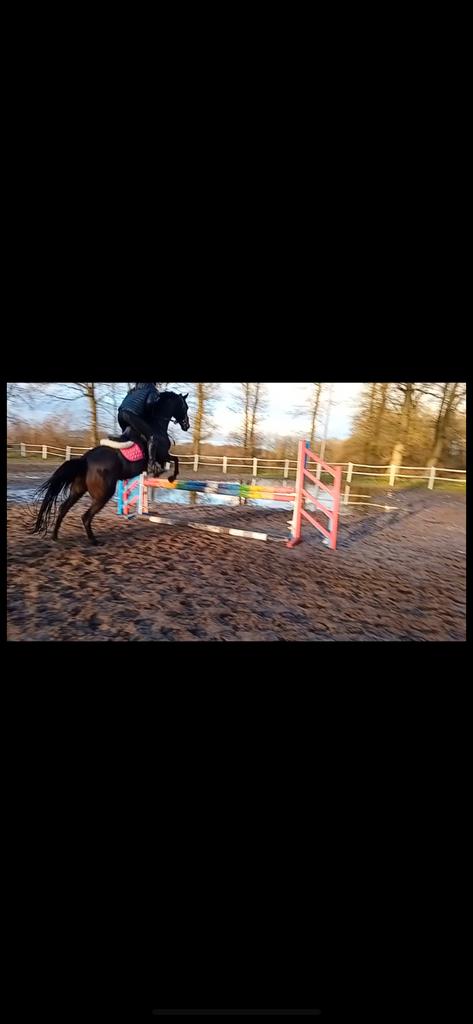 Bijrijd pony/paard gezocht, Dieren en Toebehoren, Ophalen of Verzenden, Zo goed als nieuw