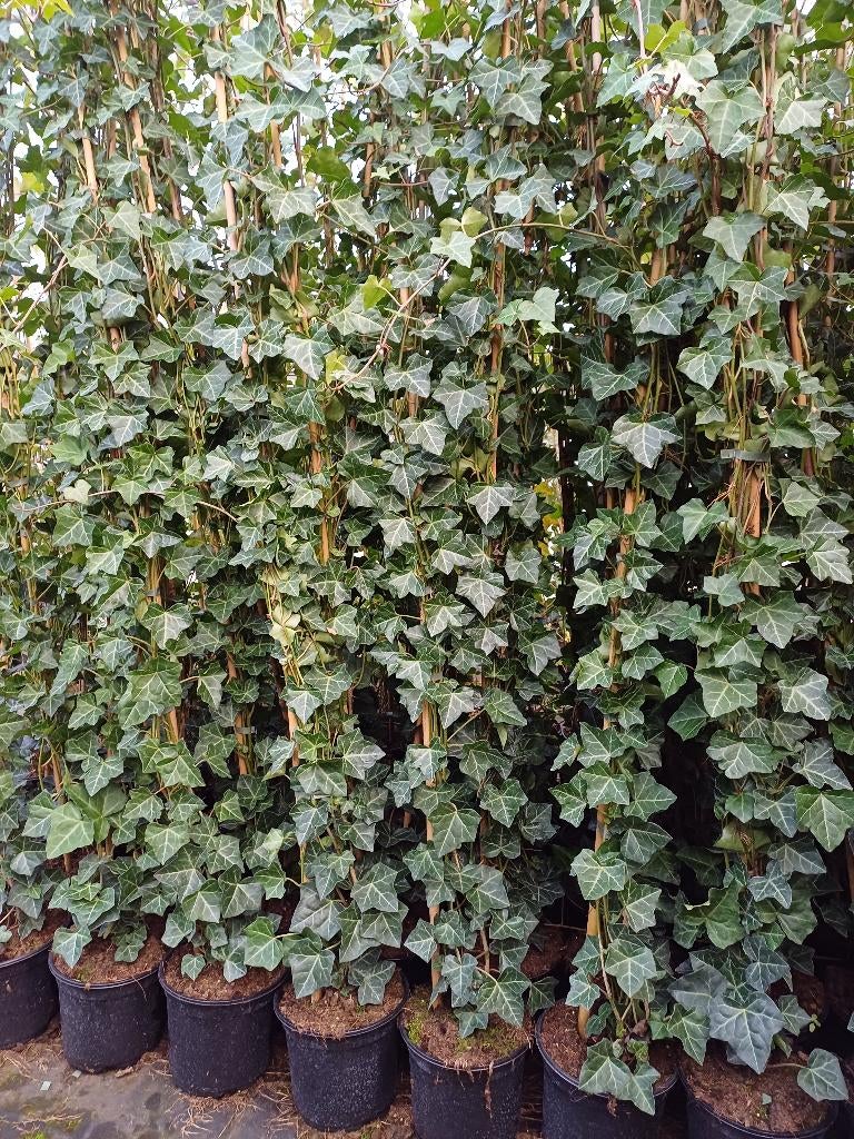 klimop hedera hibernica te koop, Ophalen, Vaste plant, Bloeit niet, Halfschaduw