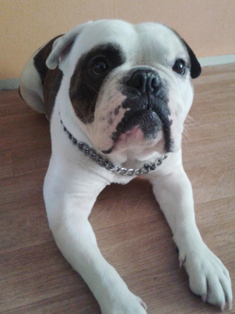 Honden Katten en Huisdieren Oppas / Opvang / Uitlaat service, Dieren en Toebehoren, Ophalen, Nieuw