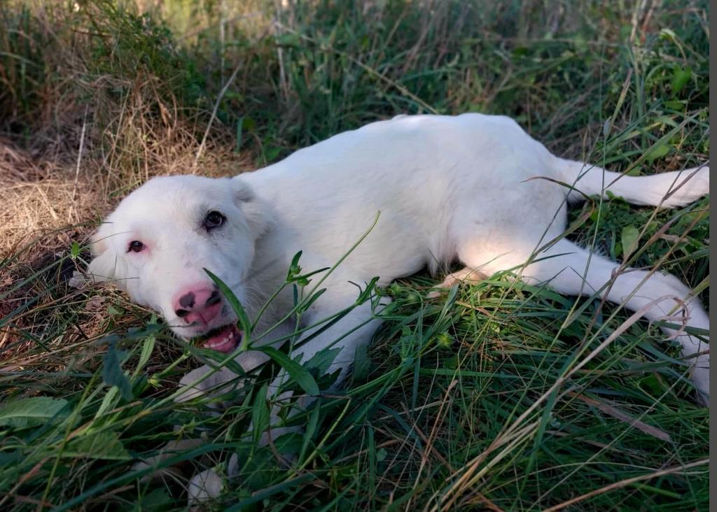 LEO, PRACHTIG VRIENDELIJK & ZACHTAARDIG JONG REUTJE, Particulier, Reu, 1 tot 2 jaar, Buitenland