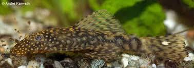 2 ancistrussen wildkleur, Dieren en Toebehoren, Vissen | Aquariumvissen, Vis, Zoetwatervis