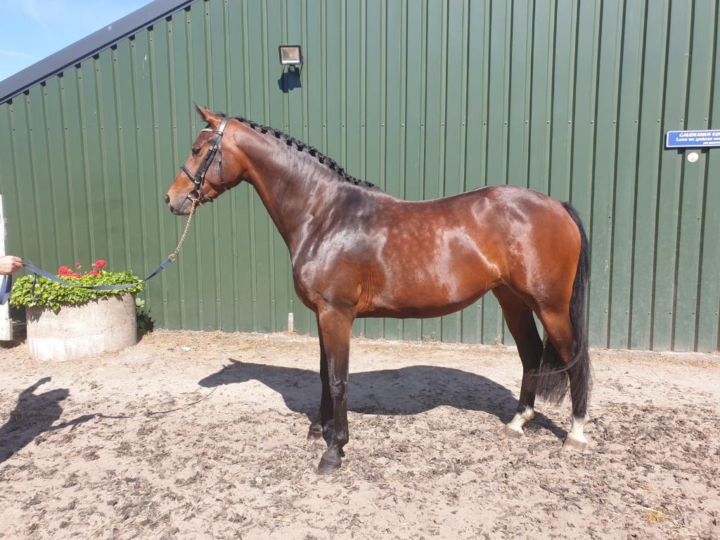 8 jarige bruine Inclusive x Rousseau Merrie, Dieren en Toebehoren, Paarden, Merrie, Met stamboom, Dressuurpaard, L