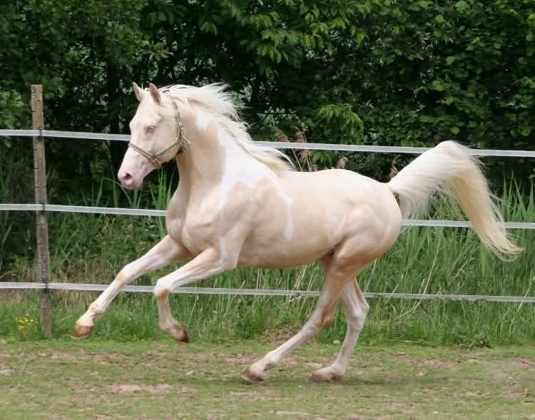 Cremello tobiano (bonte) hengst ter dekking!!, Dieren en Toebehoren, Hengst