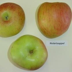 Fruitbomen, appel, peer, pruim en kers, laag-, en halfstam, Ophalen, Lente, Overige soorten, Volle zon