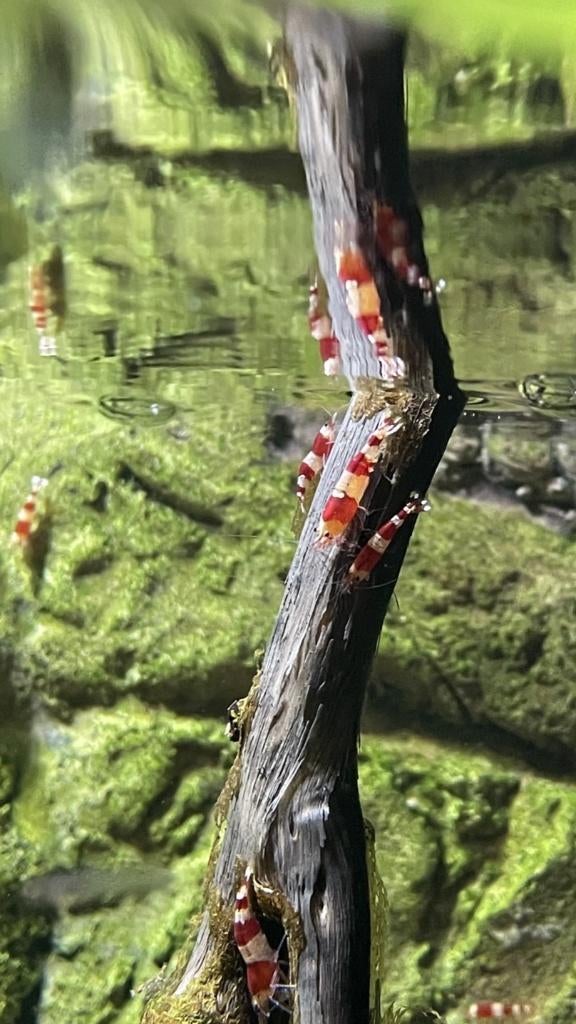 Crystal Red garnalen gradatie A (3 witte banden), Kreeft, Krab of Garnaal, Zoetwatervis
