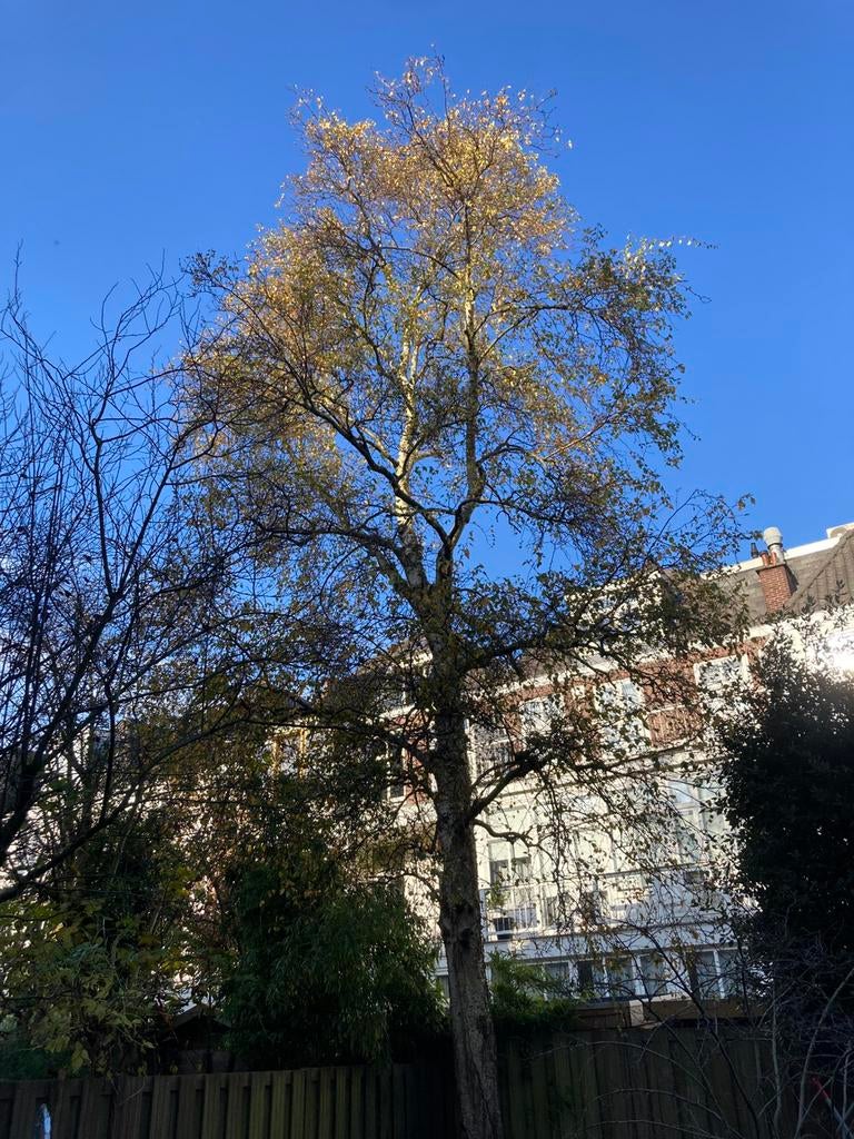 Bomen rooien en snoeiem, Tuin en Terras, Planten | Bomen, Ophalen of Verzenden, Volle zon, Overige soorten