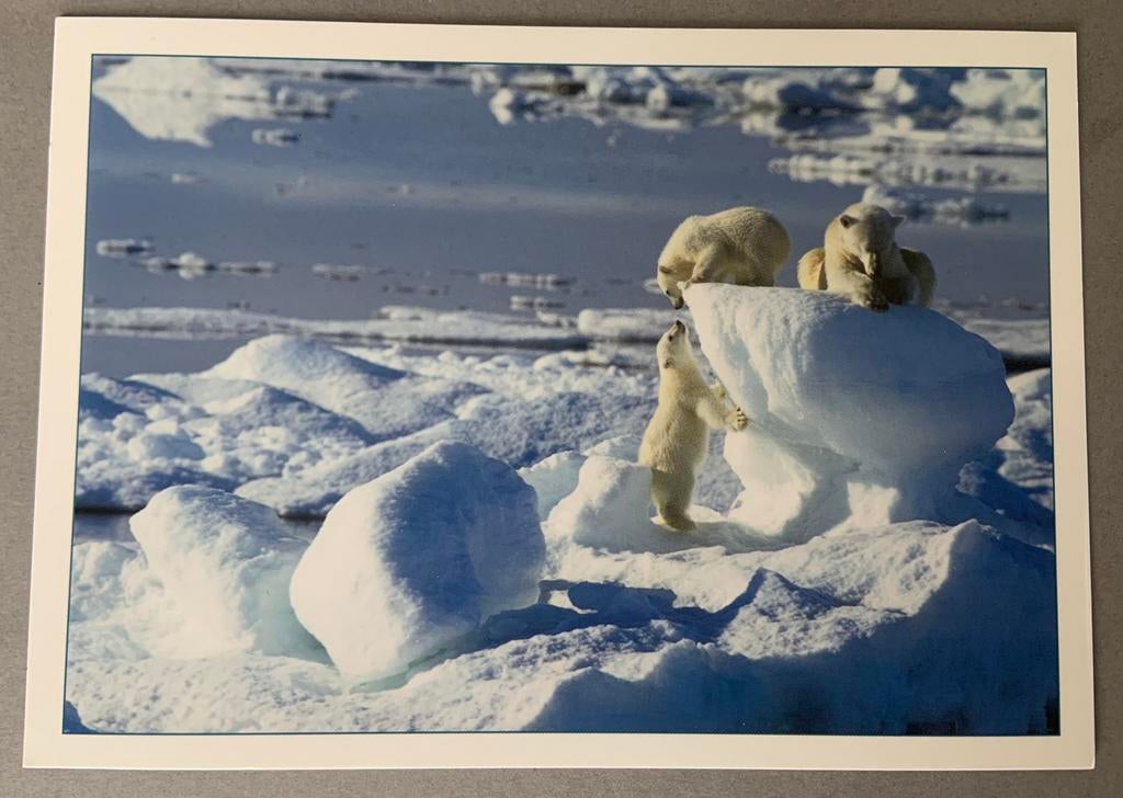 IJsberen op Spitsbergen, Noordpool, Ophalen of Verzenden