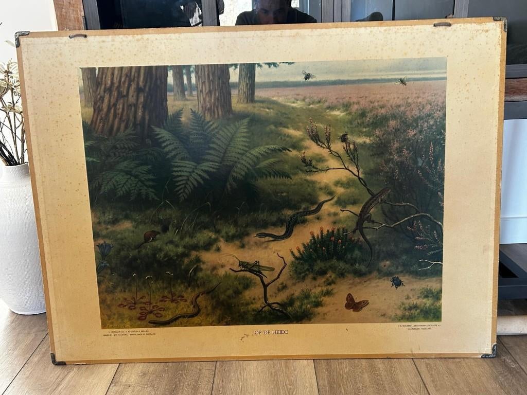 Op de heide, Antiek en Kunst, Antiek | Schoolplaten, Ophalen of Verzenden, Natuur en Biologie