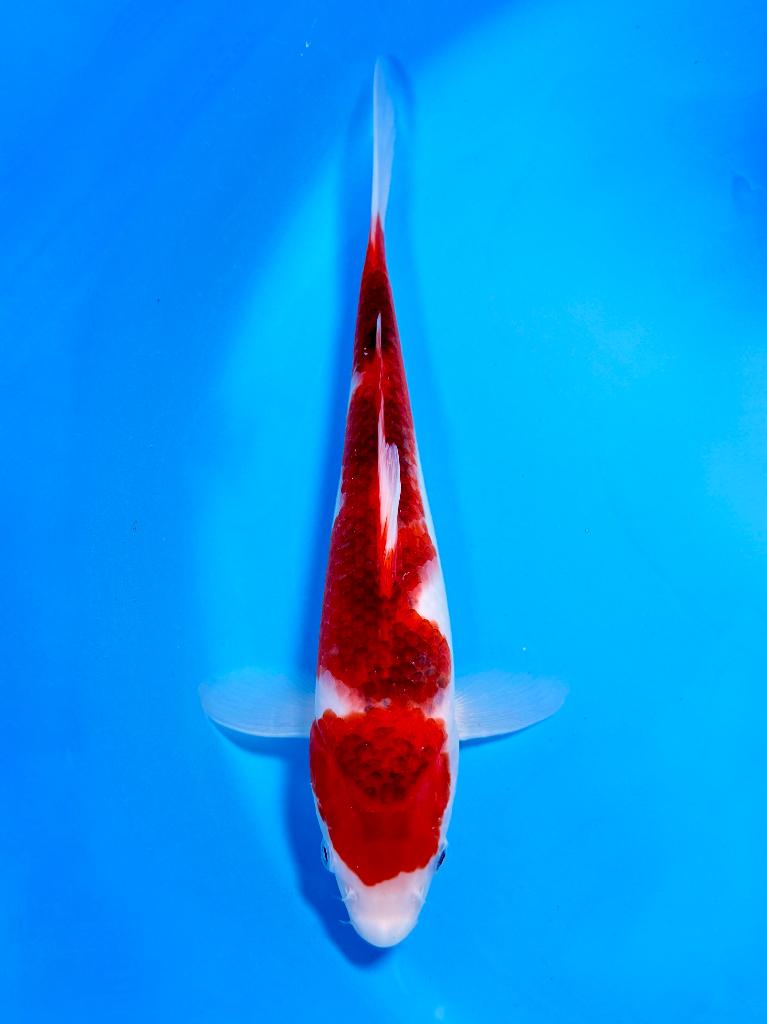 Goromo 25-30cm Small Nisai Hirasawa (Marusei) Japanse koi, Karper of Koi