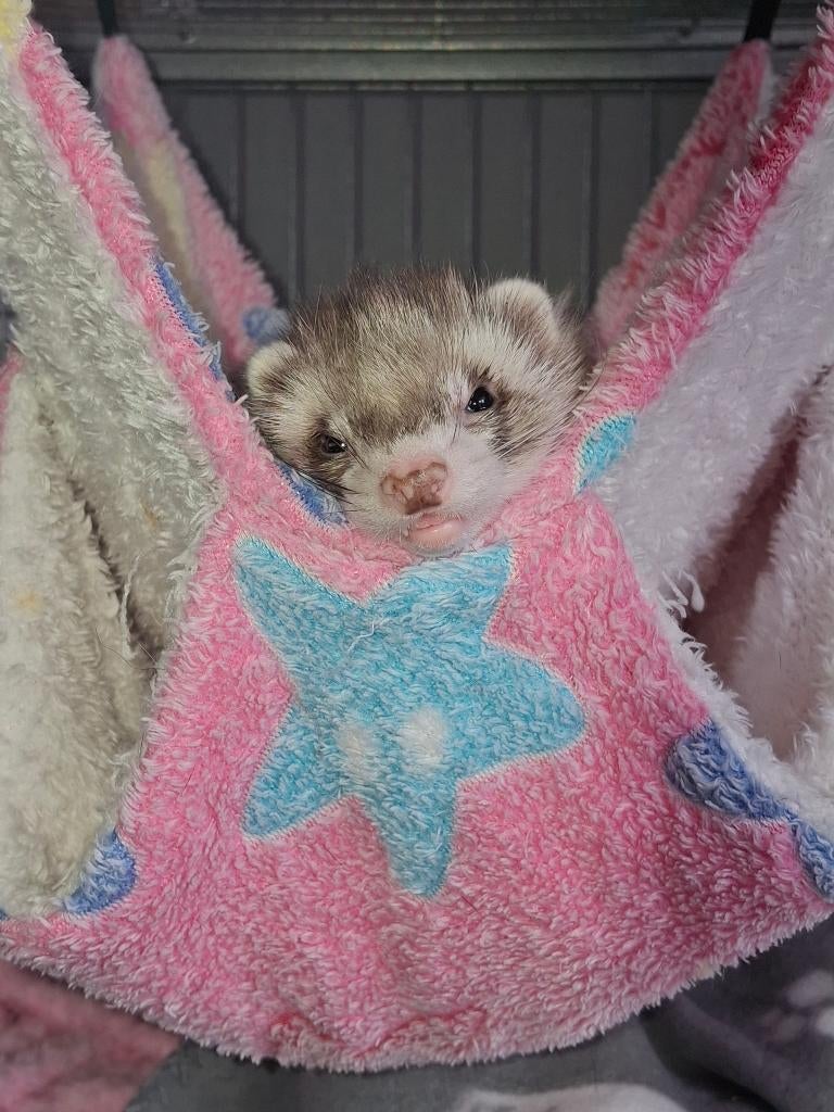 Fretten ter adoptie, April, Vrouwelijk