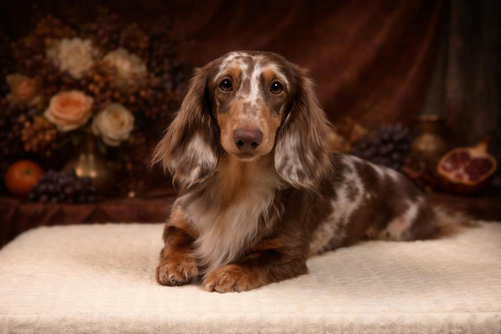 Miniatuur choco tijger teckel dekreu, Reu, 1 tot 2 jaar, Parvo, Eén hond