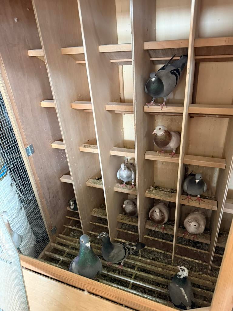 Postduiven duiven Bulck Heremans, Dieren en Toebehoren, Vogels | Duiven, Meerdere dieren, Postduif