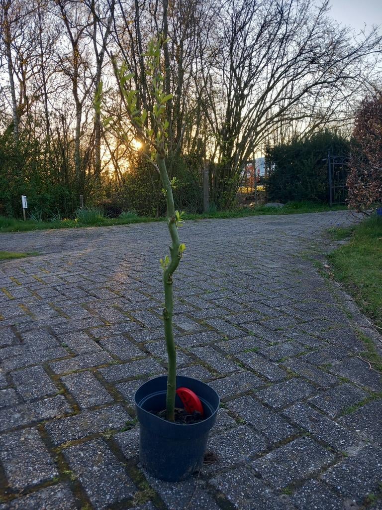 Kronkelwilg-0.70tot 0.80 meter, Overige soorten, 100 tot 250 cm, Zomer, Ophalen