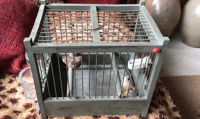 Schattig Antiek Houten Vogelkooitje, Antiek en Kunst, Ophalen of Verzenden