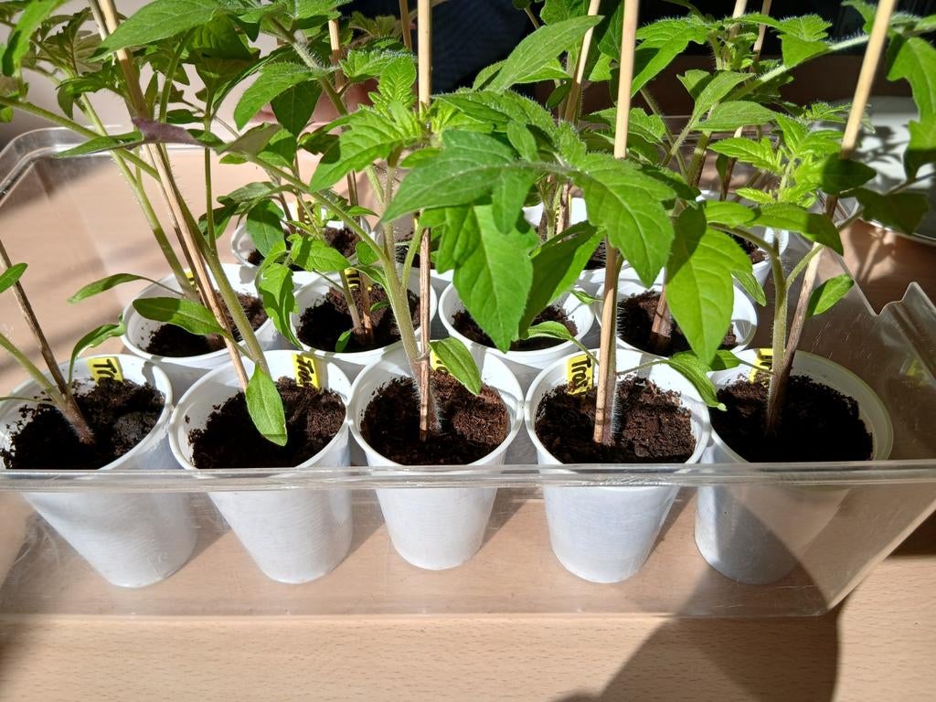 Biologische tros tomaat plantjes - 3 voor €2,50, Tuin en Terras, Planten | Tuinplanten, Ophalen, Volle zon, Groenteplanten, Eenjarig