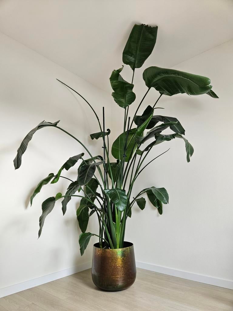 Strelitzia Nicolai XXL - Paradijsvogelplant - 270 cm, Huis en Inrichting, Kamerplanten, Ophalen, 200 cm of meer, Overige soorten