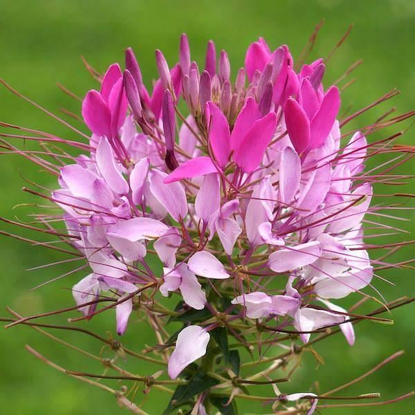 Zaden Cleome hassleriana Rose Queen, Verzenden, Volle zon