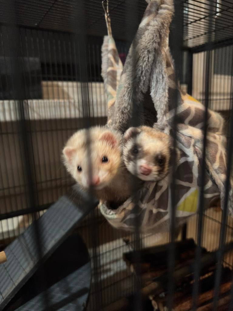 Lieve fretjes, Dieren en Toebehoren, Februari, Vrouwelijk