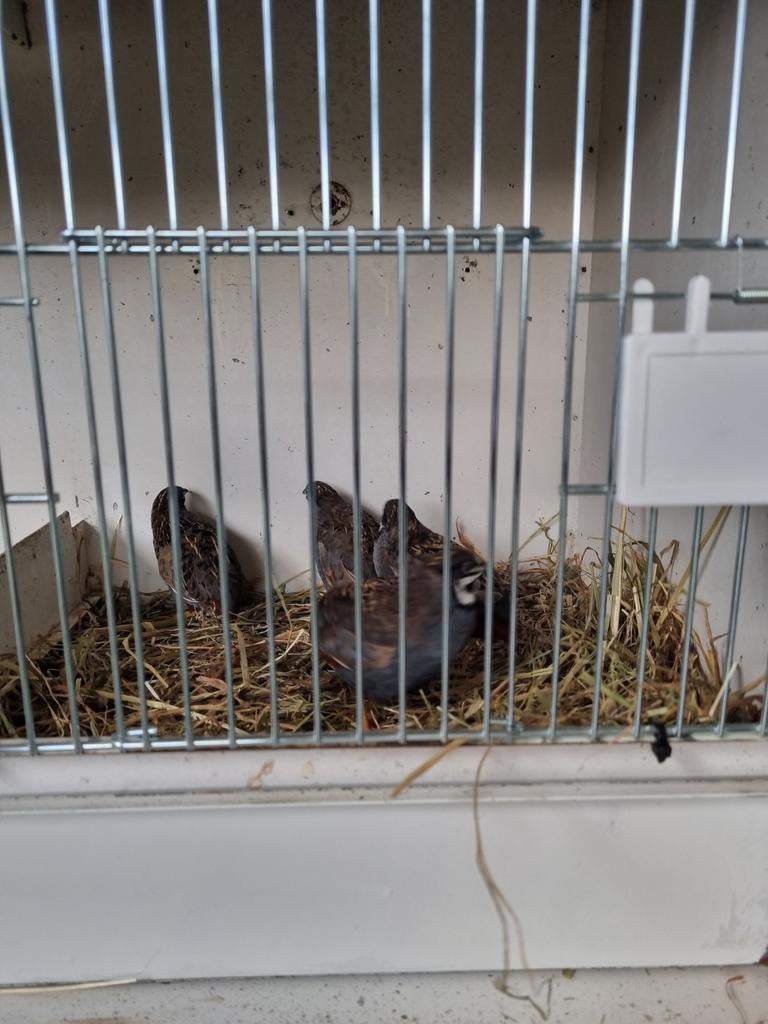 Chinese kwartel mannetjes 4 stuks, Mannelijk